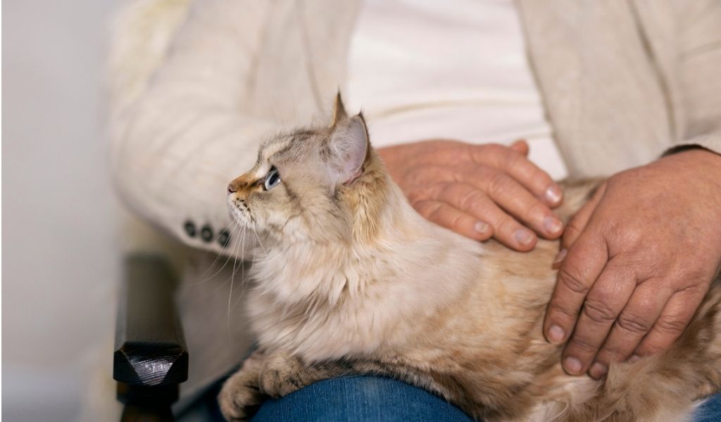 kısırlaştırılmış kedi maması nedir